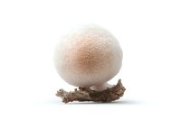 Giant puffball mushroom on dried branch isolated on white background, macro photography showing natural texture and detail of wild fungi specimen.