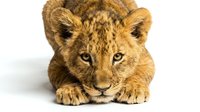 Young lion cub with golden fur lying down, looking directly at camera with alert expression, isolated on white background for wildlife and animal design projects.