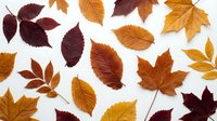Autumn leaves collection in warm colors isolated on white background for seasonal design projects and fall decorations.