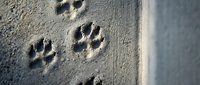 Dog paw prints in wet sand at beach shore creating natural trail pattern for pet care and animal tracking concepts.