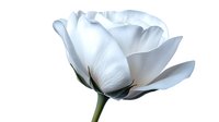 Pure white rose bloom with delicate layered petals against clean background, elegant floral macro photography showing soft texture and graceful curves. Isolated on white.