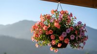 Colorful petunia hanging basket with pink and coral blooms suspended from wooden beam against mountain landscape backdrop for outdoor garden decor.