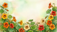 Watercolor nasturtium flowers border with orange, red and yellow blooms framing copy space, soft green background for cards and invitations.