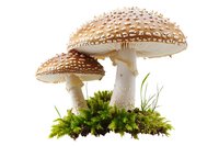 White spotted mushrooms with beige caps growing from green moss patch on isolated background, suitable for nature and fantasy designs.