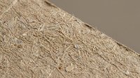 Natural wood grain texture with detailed fiber patterns and organic surface for interior design and crafting projects.