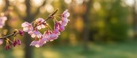 Cherry blossom branch with delicate pink flowers blooming in spring garden with soft bokeh background for nature and seasonal design projects.