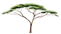 African acacia tree with spreading green canopy and brown trunk on isolated background, watercolor style botanical illustration for nature designs.