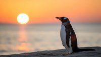 Penguin silhouette standing on rocky shore during golden sunset over ocean horizon with warm orange and pink sky colors reflecting on calm water surface.