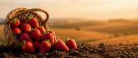 Fresh ripe strawberries spilling from wicker basket on fertile soil during golden hour sunset, organic farming harvest concept for healthy eating and agriculture.