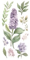 Delicate watercolor lilac flowers and leaves in soft purple and green tones on white background, botanical art elements for wedding stationery and spring designs.