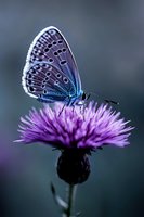 Blue butterfly with delicate wing pattern perched on purple thistle flower against dark background, creating ethereal nature macro photography effect.