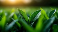 Fresh green tea leaves with morning dew drops in plantation field. Natural organic agriculture concept for healthy lifestyle and wellness products.