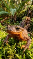 Brown toad sitting on green moss in natural forest habitat with ferns and vegetation in soft focus background for wildlife and nature concepts.