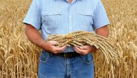 Caucasian farmer in striped shirt and jeans holding ripe wheat ears against golden wheat field background. Agricultural harvest concept.