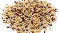 Mixed legumes and beans collection scattered on white background showing variety of dried pulses including lentils chickpeas and kidney beans for cooking.