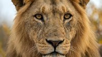 Majestic male lion portrait with golden mane and intense amber eyes gazing directly at camera in natural outdoor setting for wildlife photography projects.