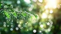 Fresh green leaves with morning dew drops against blurred natural bokeh background in sunlight creating magical atmosphere for nature and spring concepts.