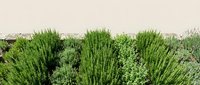 Green rosemary herb bushes growing in Mediterranean garden against beige wall background for culinary and aromatherapy applications.