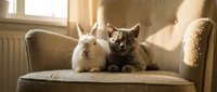 Adorable white rabbit and tabby kitten sitting together on beige armchair in sunny living room. Perfect for pet care, friendship and home comfort themes.