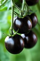 Fresh black tomatoes growing on vine with fuzzy stems against blurred green background, macro photography showing glossy surface and natural lighting.