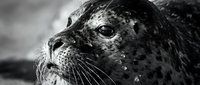 Close-up portrait of a spotted seal with detailed whiskers and textured fur, captured in monochrome for wildlife and nature photography projects.