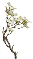 Flowering dogwood branch with white blossoms isolated on white background for spring design projects and botanical illustrations.
