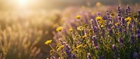 Lavender flowers blooming in golden sunset light with warm bokeh background creating peaceful summer garden atmosphere for wellness and relaxation themes.
