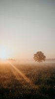 Solitary tree stands in misty meadow at sunrise, golden sunlight streaming through fog across rural landscape. Use for nature, wellness, and inspirational projects.