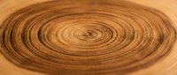 Close-up of tree ring cross-section showing natural wood grain patterns and annual growth rings in warm brown tones for environmental and nature projects.