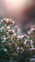 Delicate thyme flowers blooming in soft evening light with blurred background, creating serene natural atmosphere for wellness and culinary concepts.
