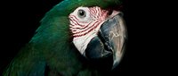 Green-winged macaw parrot head portrait with vibrant emerald feathers and distinctive red facial markings against dark background for wildlife photography.