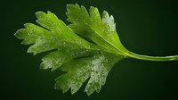 Fresh parsley leaf with water drops on dark background, macro photography showing detailed texture and natural moisture for culinary and food styling.