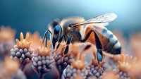 Macro shot of honey bee collecting nectar from purple flower against blurred blue background, showcasing detailed insect anatomy and pollination process.