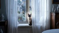 Siamese cat sitting on windowsill between sheer white curtains, looking into room with natural light streaming through glass doors, cozy home interior setting.
