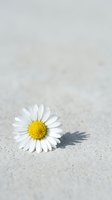 Single white daisy flower with yellow center lying on sandy beach surface casting soft shadow in natural daylight for spring and summer concepts.