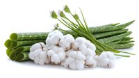 Fresh green aloe vera leaves and natural white cotton flowers arranged on white background, isolated composition for wellness and skincare concepts.