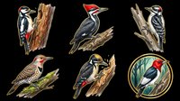 Six colorful woodpecker species illustrated in detailed style, isolated on transparent background. Ready for clipart, stickers, t-shirt design, print on demand, and sublimation projects.