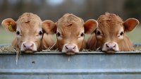 Three adorable brown dairy calves with ear tags looking over metal fence rail on farm. Young cattle livestock agriculture concept for farming industry.
