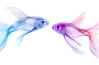 Ethereal blue and pink goldfish facing each other in delicate watercolor style, with flowing translucent fins creating romantic underwater scene on white background.