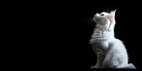 White fluffy kitten sitting gracefully against black background, looking up with curiosity. Isolated studio portrait showcasing feline elegance and purity.