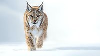 Majestic Eurasian lynx walking through snowy landscape, front view close-up portrait showing distinctive facial features and fur pattern against white winter background.