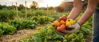 Farmer hands holding fresh colorful tomatoes in organic vegetable garden during golden hour sunset. Sustainable agriculture and healthy food production concept.