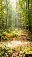 Serene forest pathway lined with tall trees, dappled sunlight filtering through lush green canopy, fallen leaves covering ground, misty woodland atmosphere for nature and outdoor design projects.