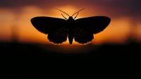 Silhouette of butterfly flying against dramatic sunset sky with warm orange and purple colors creating atmospheric backlit nature scene.