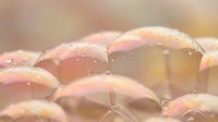 Iridescent soap bubbles floating with rainbow reflections and water droplets creating dreamy pastel colors against soft blurred background for relaxation concepts.