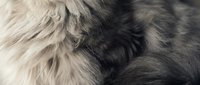 Close-up of soft fluffy animal fur texture with natural gray and cream colors creating cozy warmth for pet care and comfort design projects.