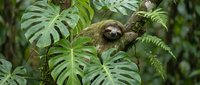 Adorable sloth hanging peacefully on tropical tree branch surrounded by lush green monstera leaves and ferns in rainforest habitat for wildlife conservation.