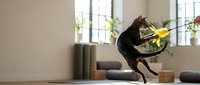 Young male athlete performing dynamic parkour jump indoors with plants and natural light, suitable for fitness, sports training, and active lifestyle content.