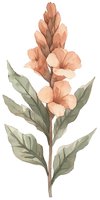 Delicate peach gladiolus flower with sage green leaves in soft watercolor style on white background, isolated botanical illustration for wall art and stationery design.