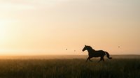 Silhouette of horse running through golden meadow at sunset with warm orange sky and flying birds creating peaceful countryside scene.
